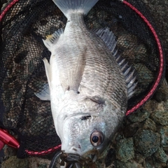 キチヌの釣果