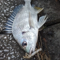 キチヌの釣果