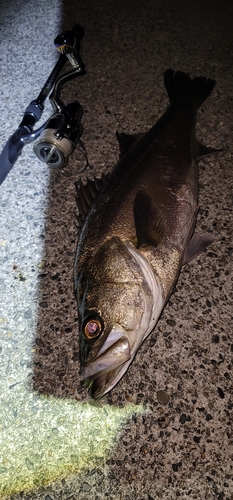 スズキの釣果