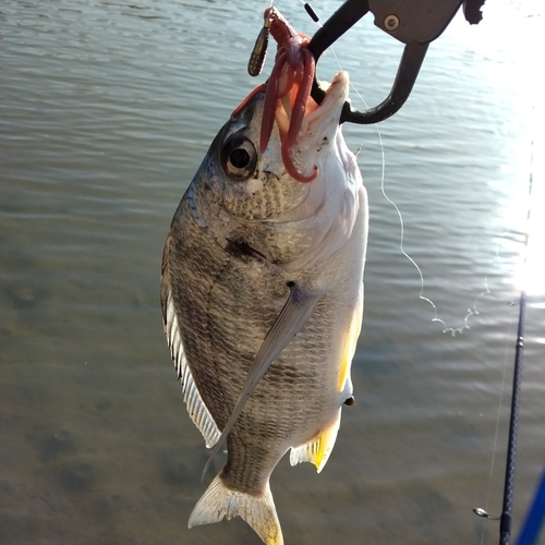 キチヌの釣果