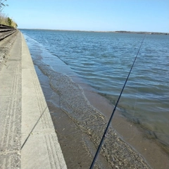 キチヌの釣果