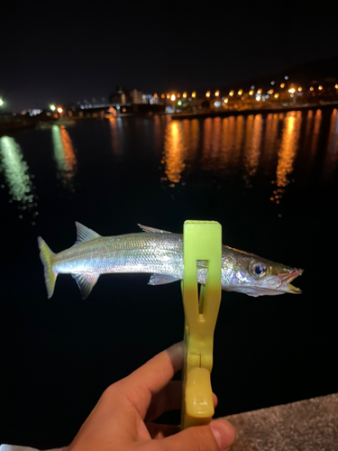 カマスの釣果