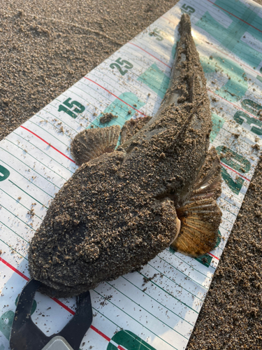 マゴチの釣果