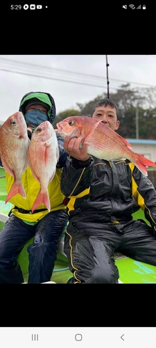 マダイの釣果