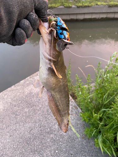 ナマズの釣果