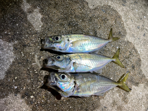 アジの釣果