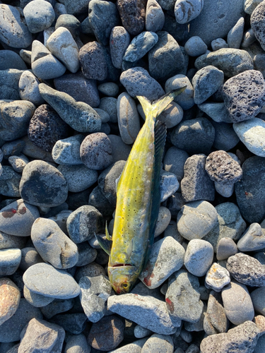 シイラの釣果