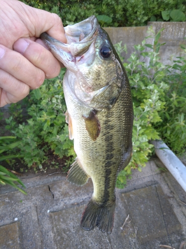 ラージマウスバスの釣果