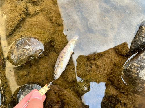 ヤマメの釣果