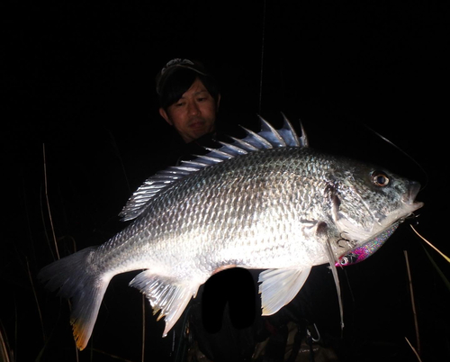 キビレの釣果