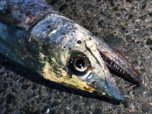 サゴシの釣果