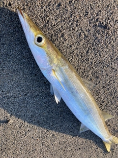 カマスの釣果