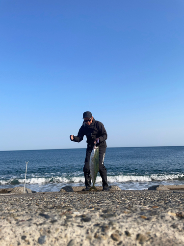 イナダの釣果