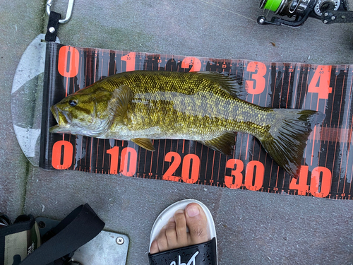 スモールマウスバスの釣果