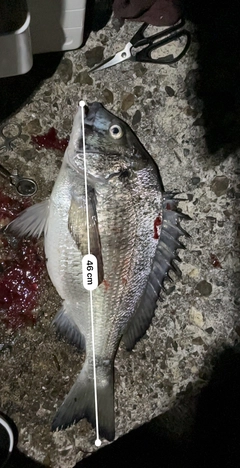 チヌの釣果