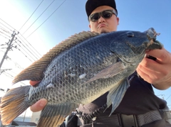 ティラピアの釣果