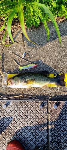 ブラックバスの釣果