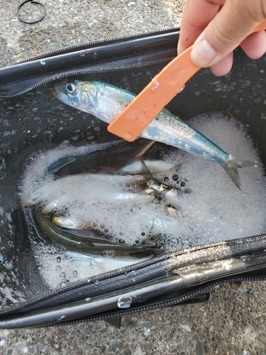 イワシの釣果