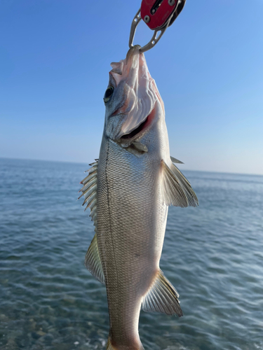 フッコ（ヒラスズキ）の釣果