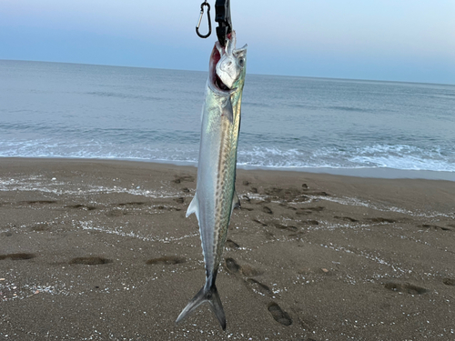 サゴシの釣果