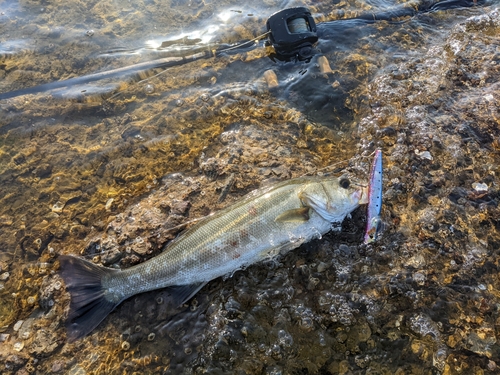 セイゴ（マルスズキ）の釣果