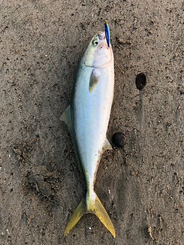 ワラサの釣果