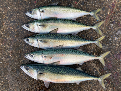 サバの釣果