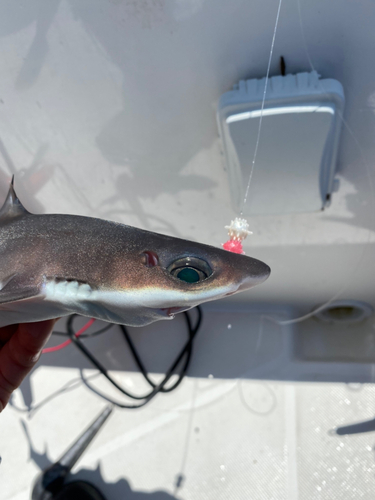 フトツノザメの釣果