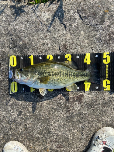 ブラックバスの釣果