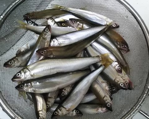 コアユの釣果