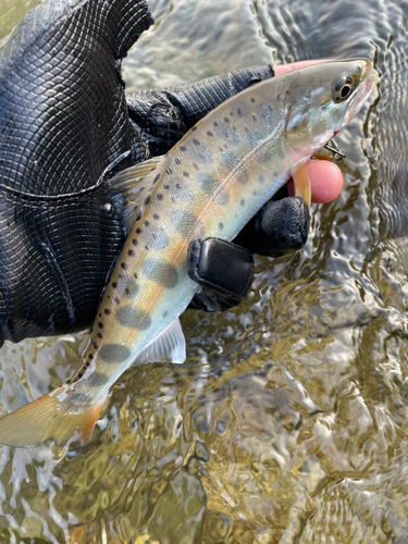 ヤマメの釣果