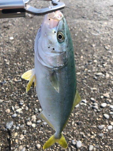 ワカシの釣果