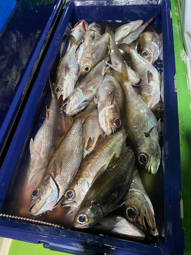 クロムツの釣果