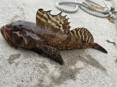 ニジカジカの釣果