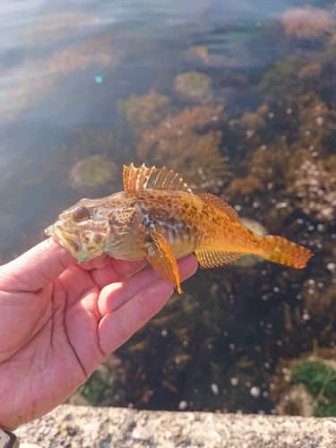 アナハゼの釣果