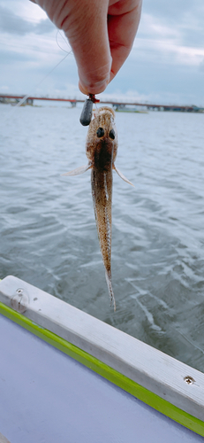 マハゼの釣果