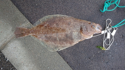 カレイの釣果