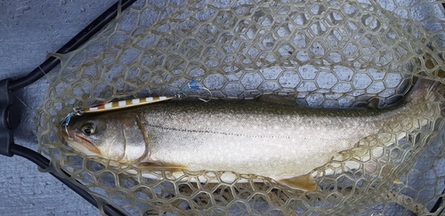 イワナの釣果