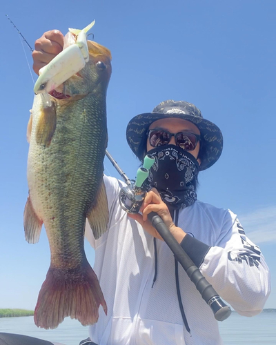 ブラックバスの釣果