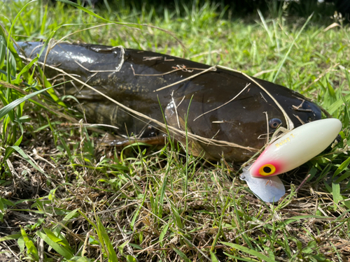 ナマズの釣果