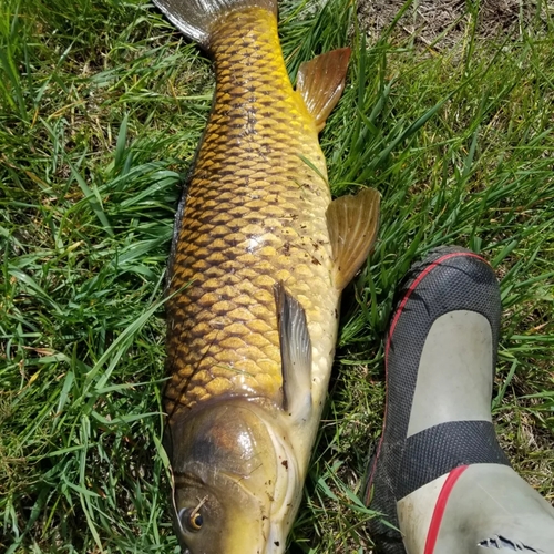 コイの釣果