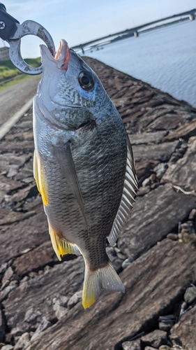 キビレの釣果