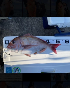 タイの釣果