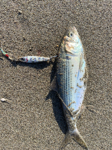 コノシロの釣果