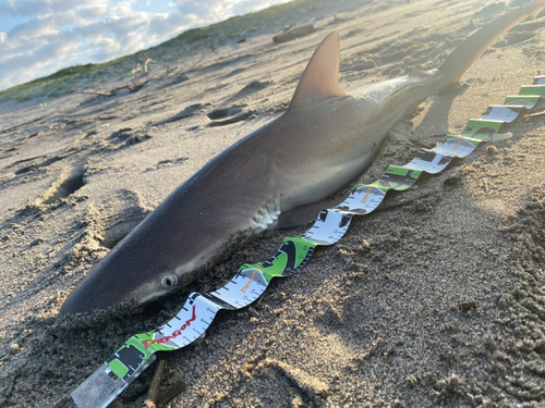 サメの釣果