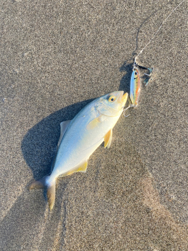 ショゴの釣果