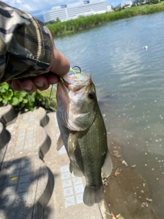 ラージマウスバスの釣果