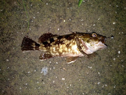 カサゴの釣果