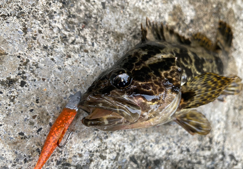 タケノコメバルの釣果