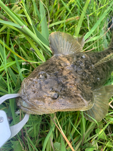 マゴチの釣果